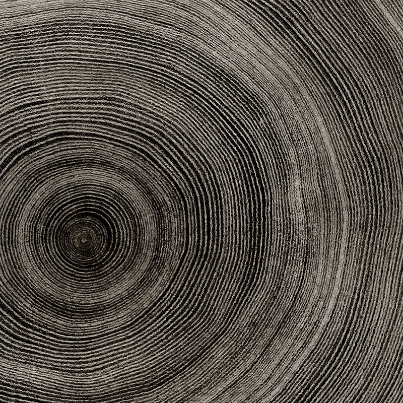 Tree sliced so you can see the rings